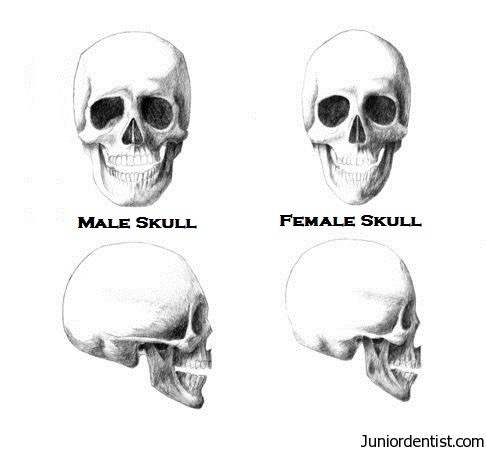 Sexual dimorphism in the human skull